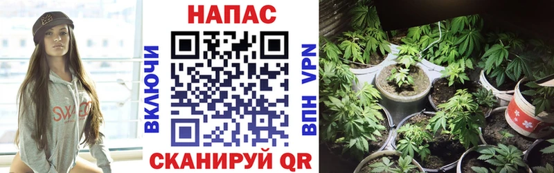 Канабис SATIVA & INDICA Купить где Безенчук